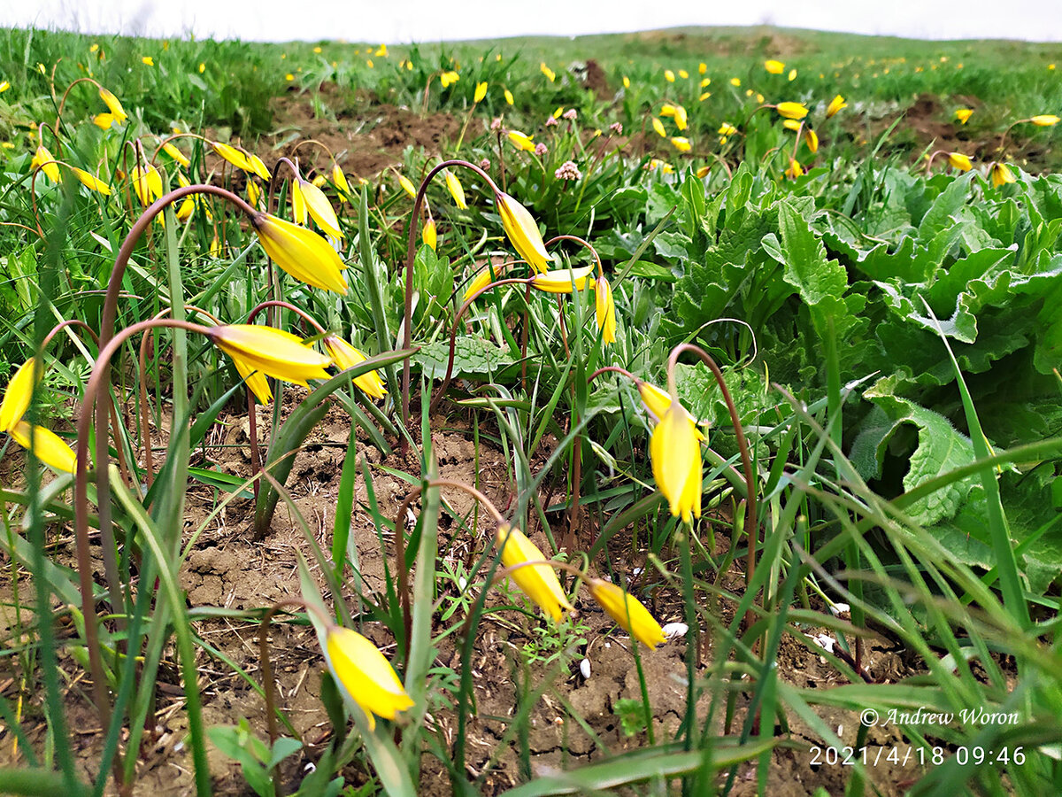 Тюльпан Биберштейна