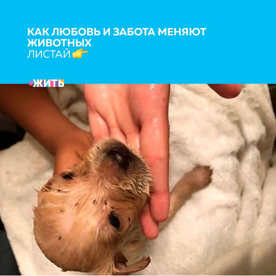 Добро и забота могут творить настоящие чудеса☀ 
Прогуливаясь как-то рядом с лесом, девушка нашла этого малыша. Он был в ужасном состоянии. Щенка накормили, отмыли, избавились от паразитов, которые покрывали его тело.

Посмотрите теперь на него. На фотографиях словно две разные собаки🐶

А Вам приходилось когда-либо спасать животных?

#жить #животные #добро