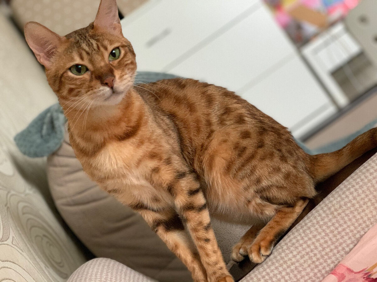 Королева красоты