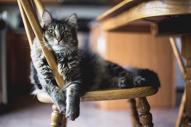Кота не дарили. Кот для привлечения внимания. Photo: Pixabay