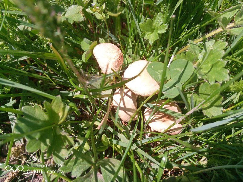 Луговые опята в траве