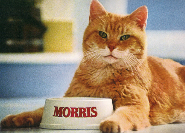 Кот Моррис. Фото из открытого источника.