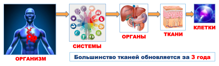 Обновление клеток в организме. Обновление органов человека. Регенерация организма человека. Регенерация человеческого организма.