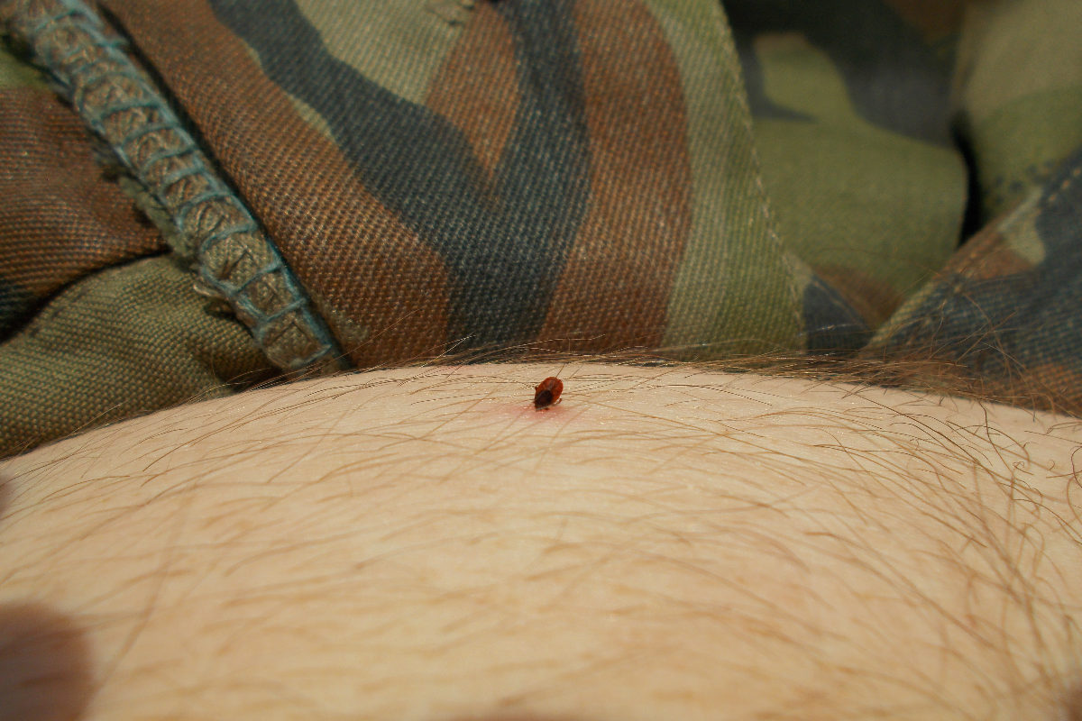 Клещ на животе крупным планом.