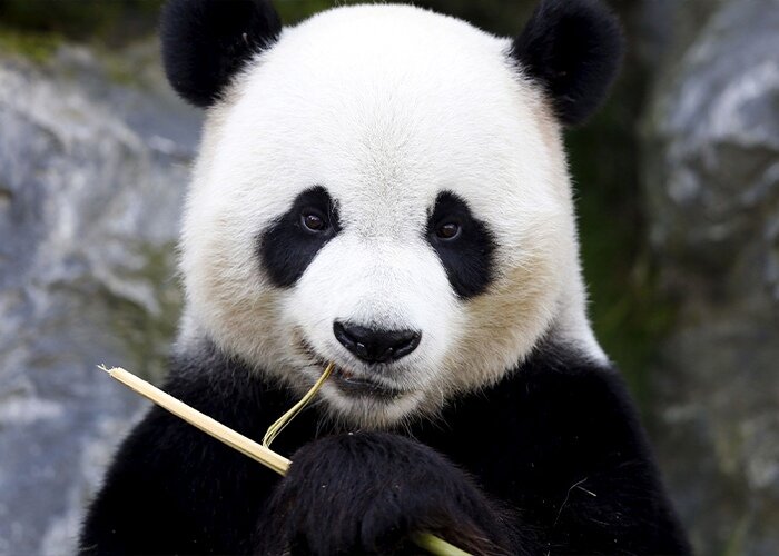 Панда или бамбуковый медведь. Фото из открытых источников