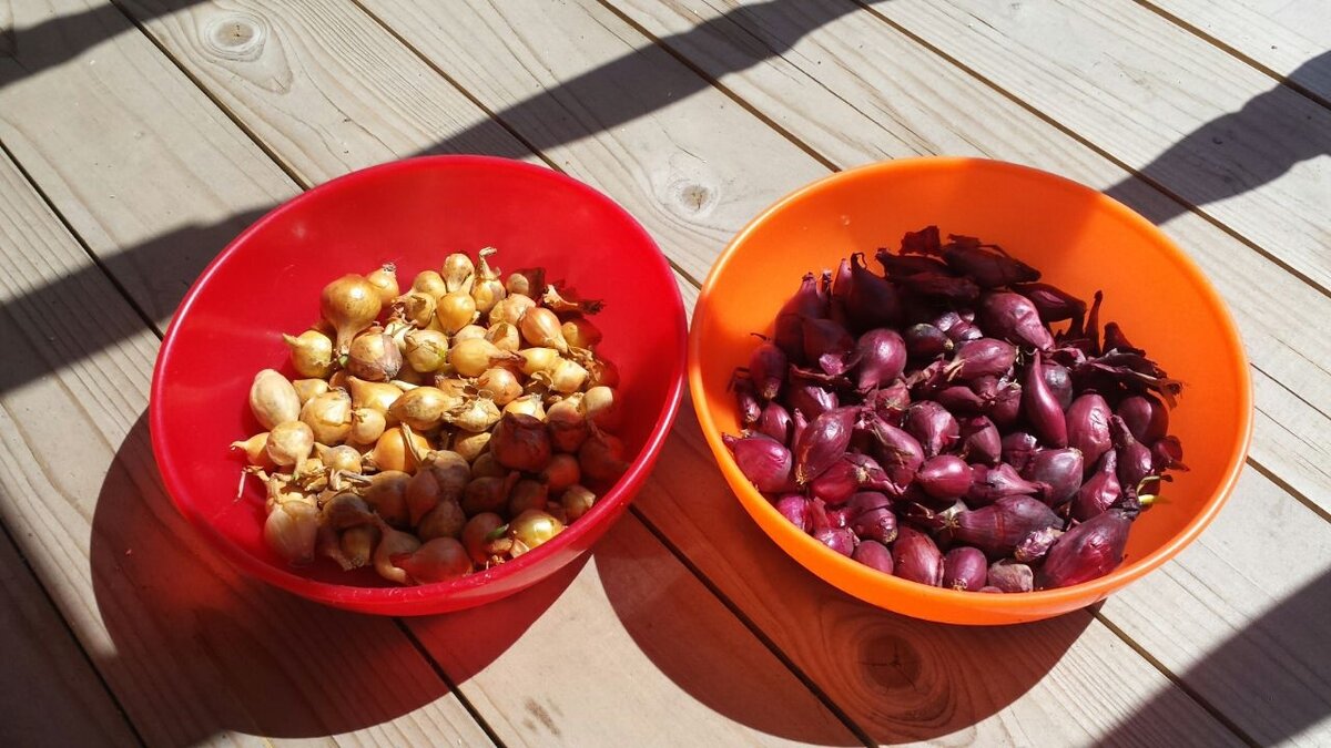 Перебираю лук, у меня сорта Ред Барон и Штутгартер Ризен