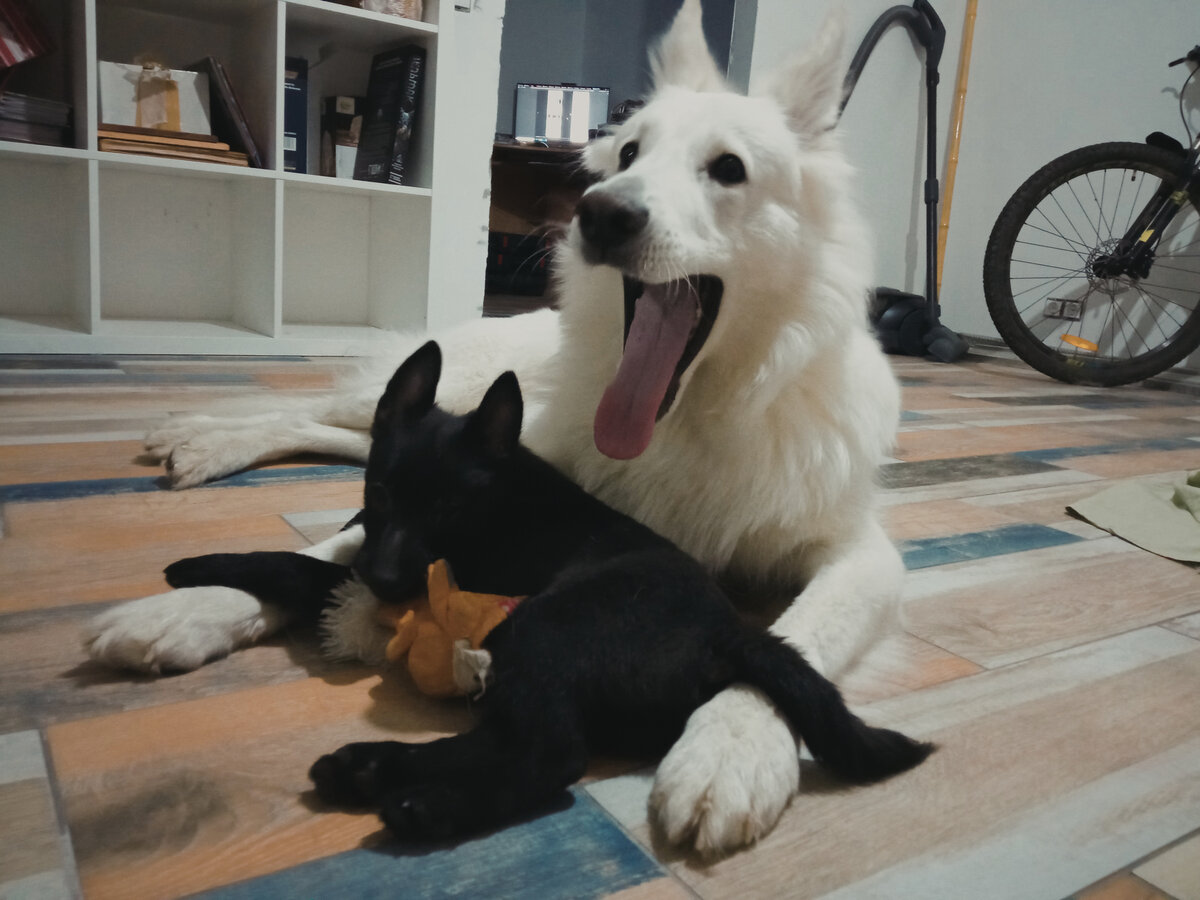 Так выглядит искренний крик о помощи взрослой, шестилетней БШО-хи, которую порядком "устал" неугомонный щенёнок-демонёнок.