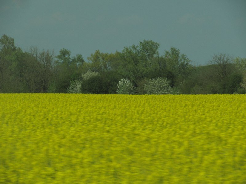 .Поля. Вид из машины.