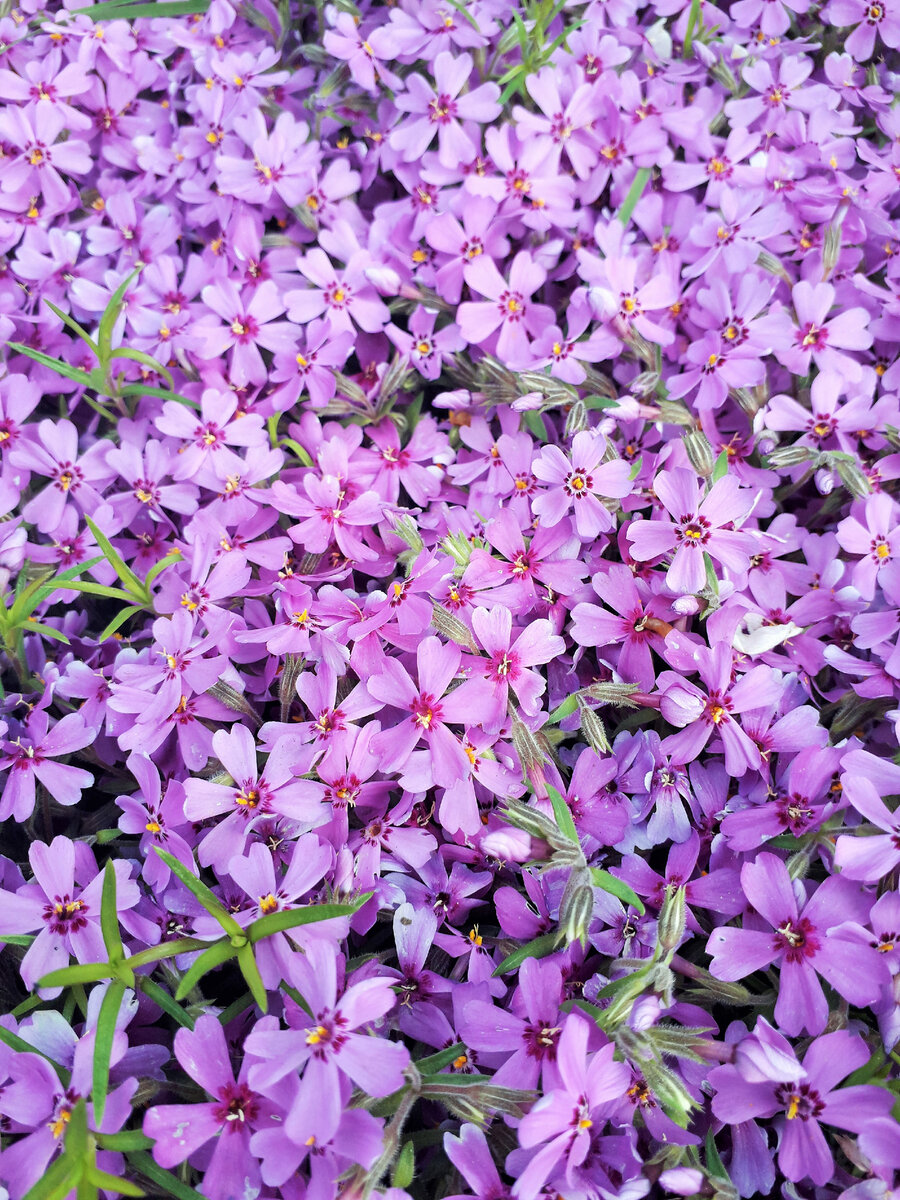 Сорт шиловидного флокса - Purple Beauty