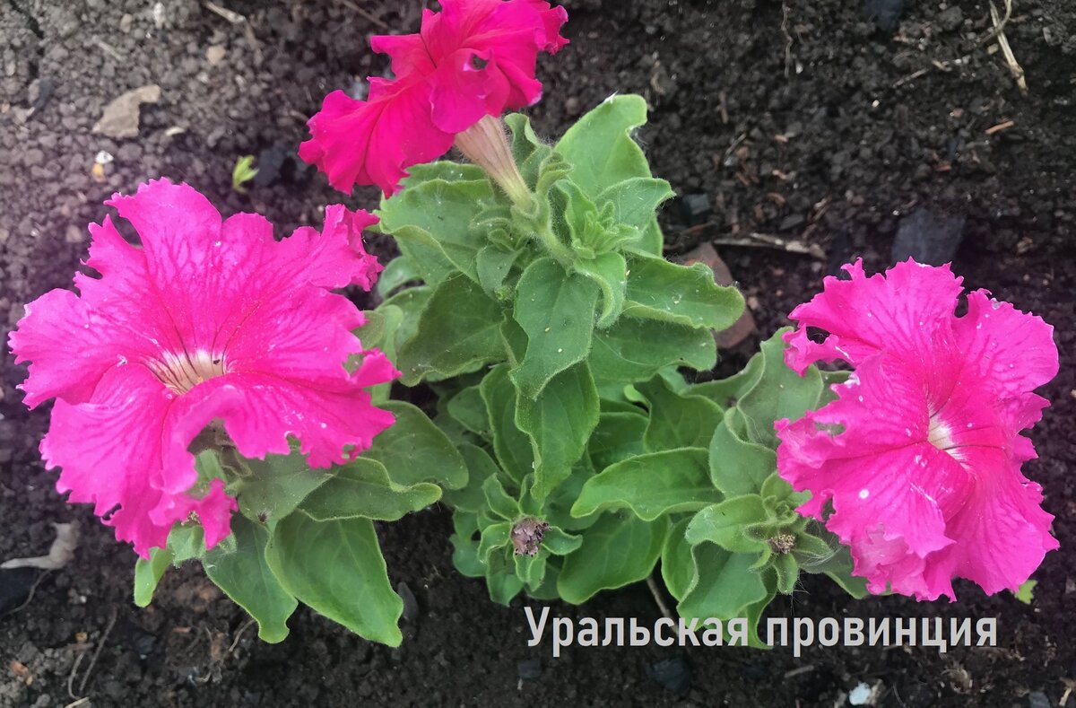 Бахромчатая красотка "Афродита" только высажена в грунт, а уже во всю цветёт