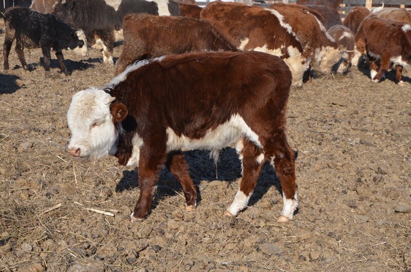 Казахская белоголовая порода коров — порода крупного рогатого скота мясного направления, представляет собой образец успешной работы племенных хозяйств.-2