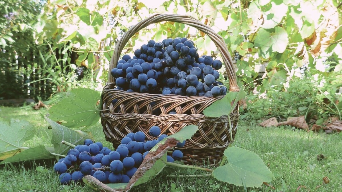 фрукты, здоровый образ жизни, похудение