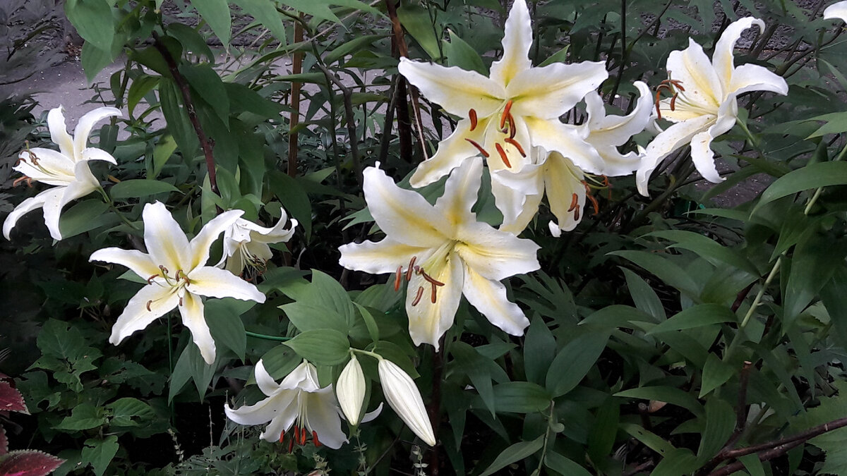 Группа Лилий "Брейк-Данс". Фото автора.