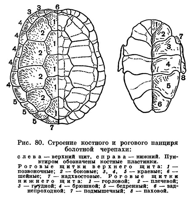 Схема панциря