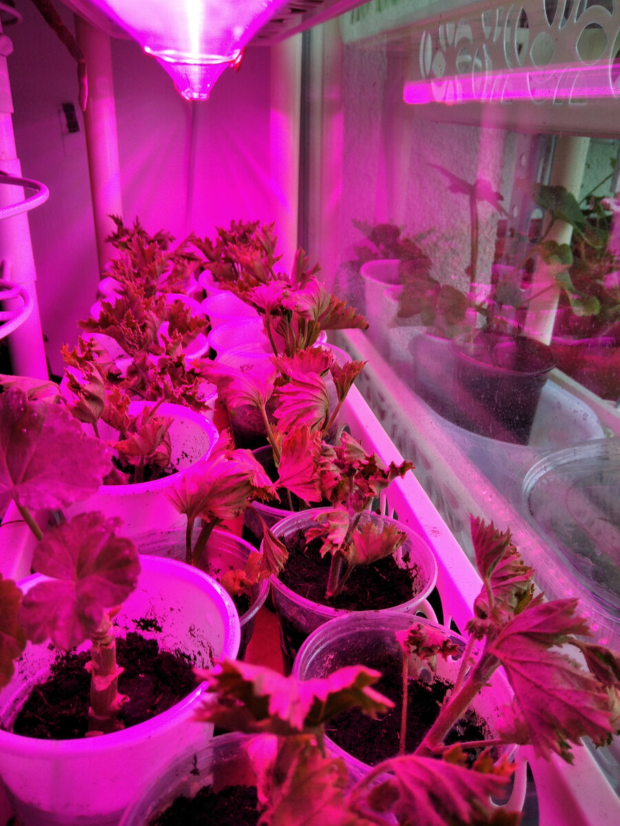 Только что посаженные черенки королевской пеларгонии. 