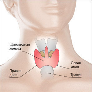 Картинка с сайта https://ria.ru/20110211/329449181.html