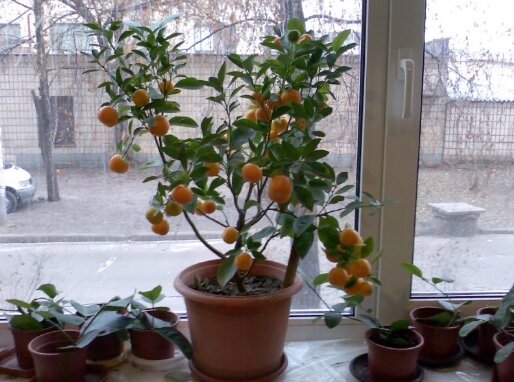 Первый урожай не заставил себя ждать