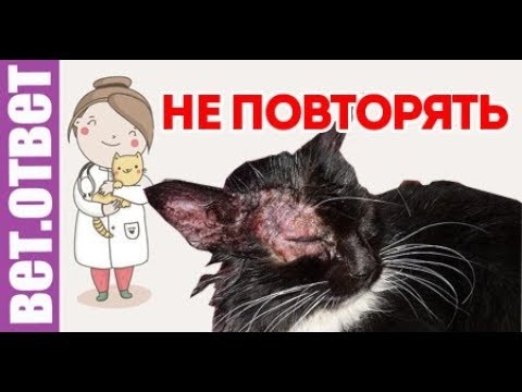 Лишай у кошек и котов - симптомы и лечение: шампуни, мазь, уколы и таблетки