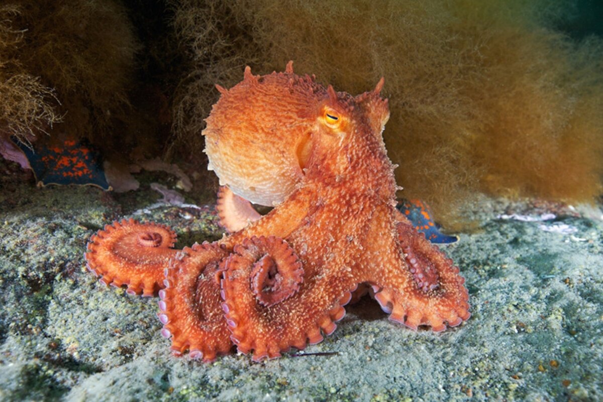 Гигантский осьминог (Octopus dofleini)