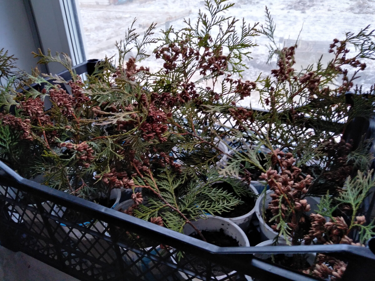 Черенки в отдельных стаканчиках. 