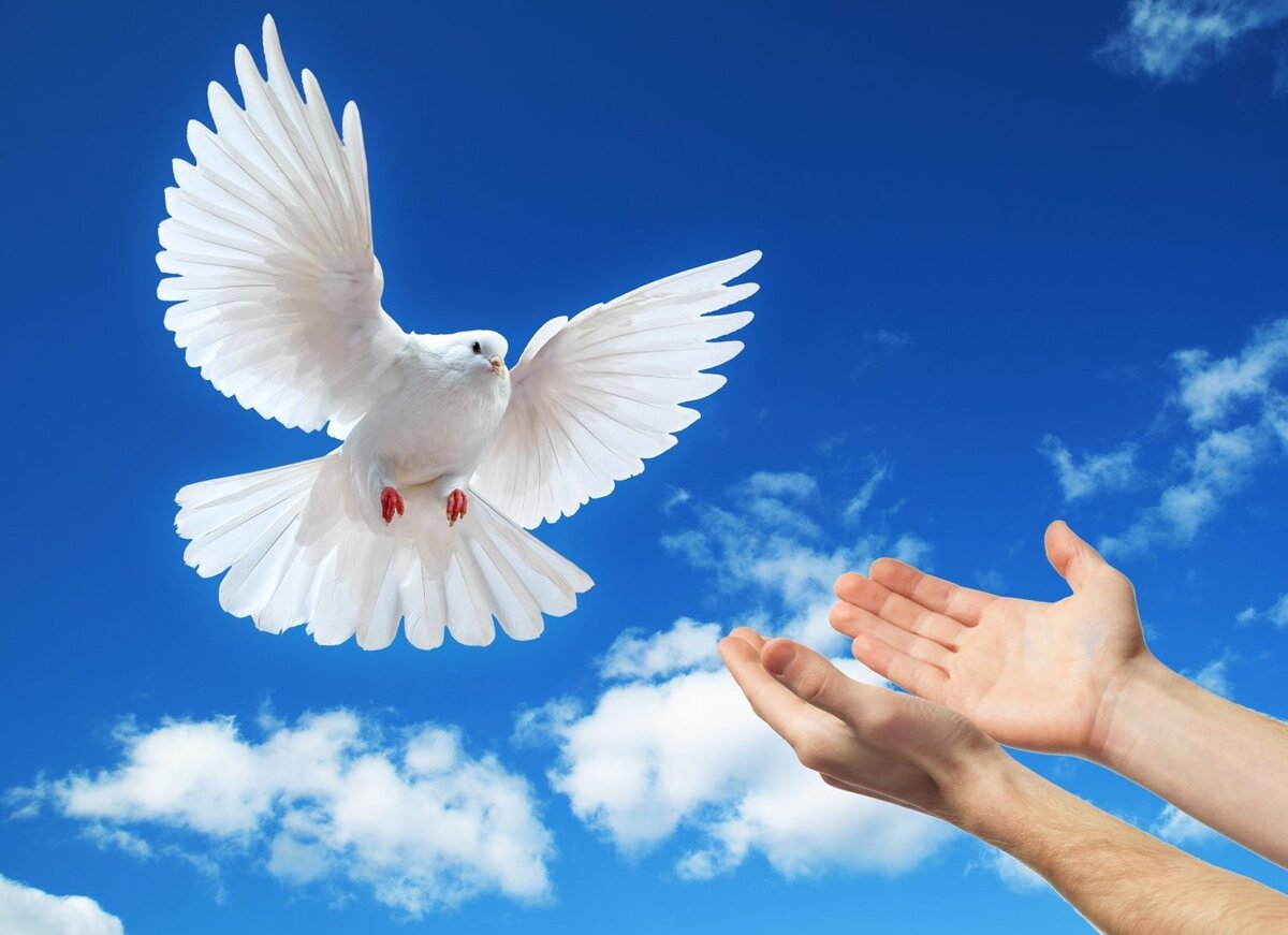 Иона - с др.евр. - Голубь.