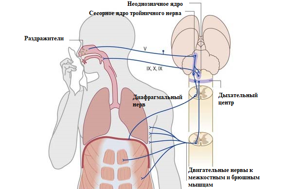 Центр кашлевого рефлекса расположен в продолговатом мозге. 