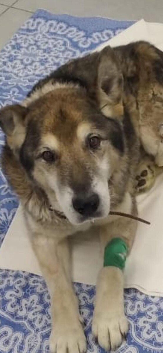 ему срочно нужна передержка,89923346172 ватсап