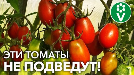 Вкусные, урожайные, неприхотливые! 5 сортов томатов для следующего сезона!