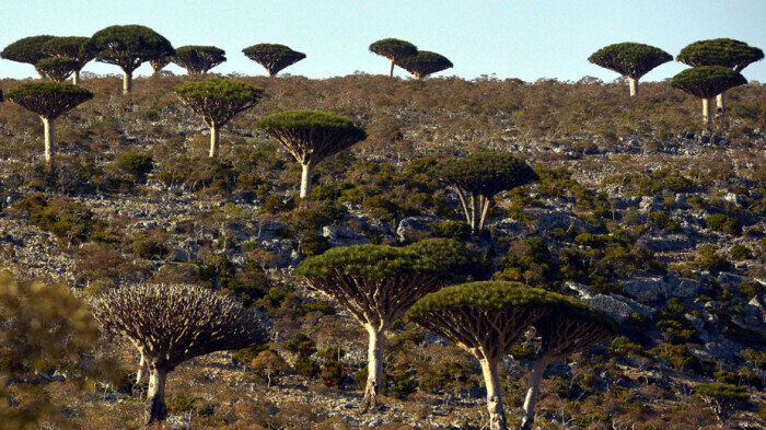 Уникальная природа острова Сокотра. / Фото: aljazeera.net