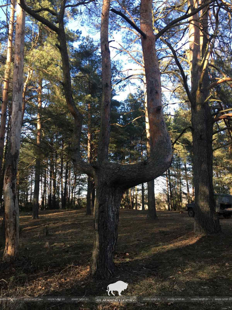 Фото: pixabay.com, npbp.by