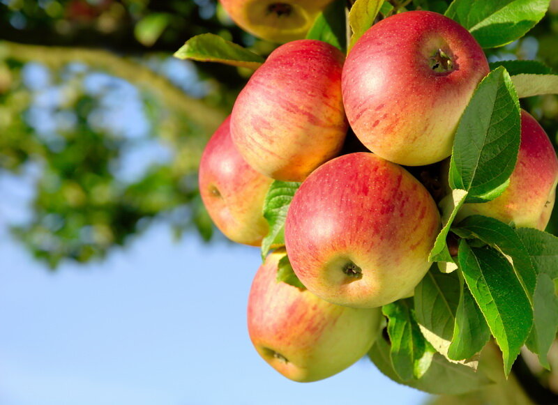 Яблоня - выращивание из семян