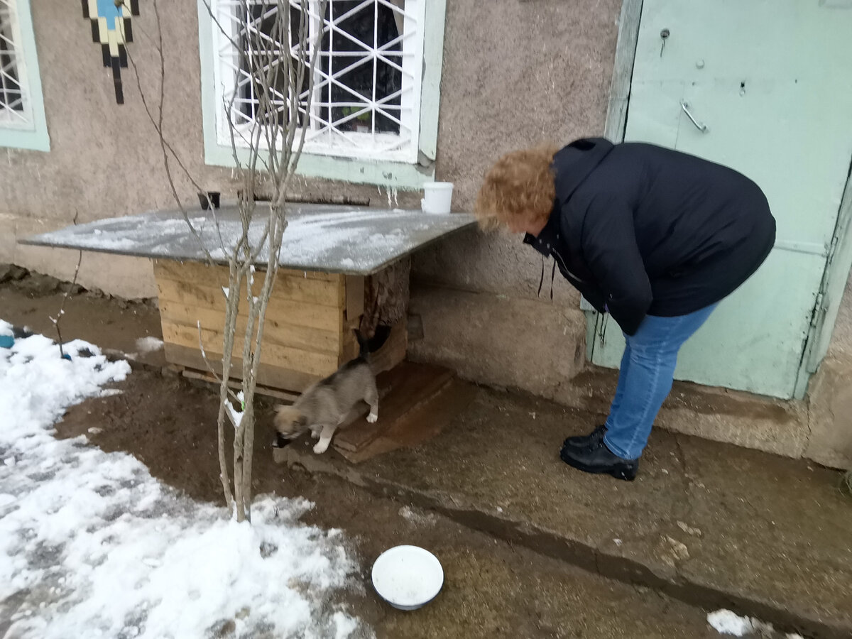 Где мой щеночек? 