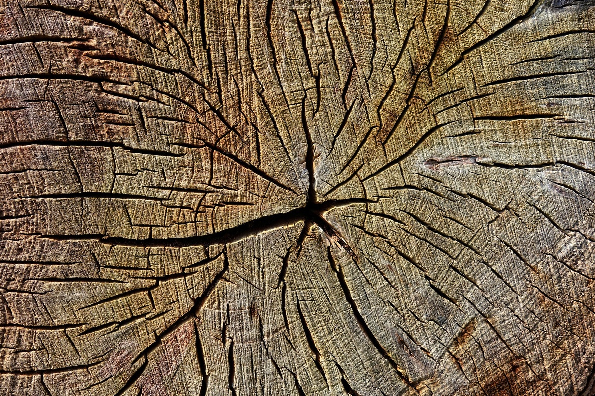 Фото: pixabay