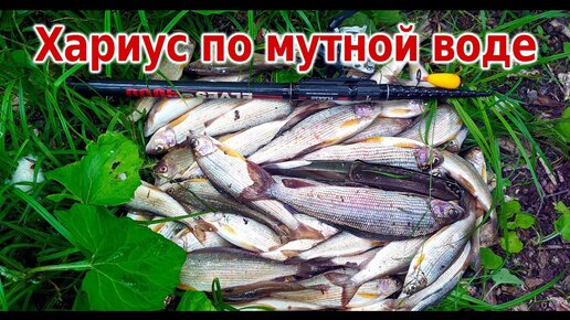 Хороший клев хариуса в мутной воде горной реки. Есть трофеи! Начало июля 2021 года.