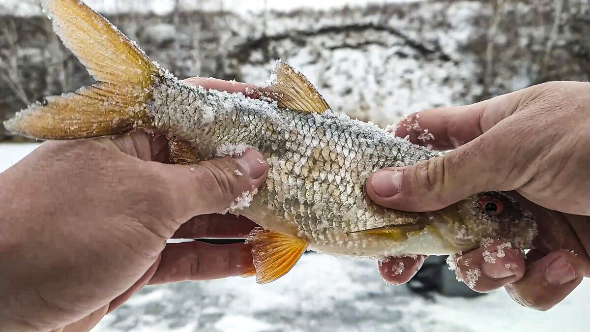 Плотва на мормышку