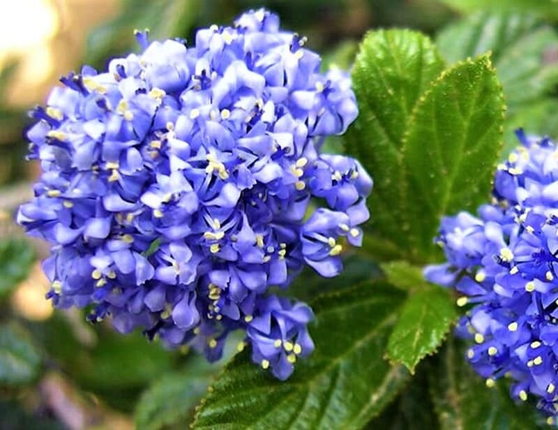  Листайте галерею. Ceanothus. Фото с сайта: https://goo.su/z7T6ieY