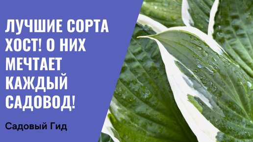 ВЫБИРАЕМ ХОСТЫ! ПОКАЗЫВАЮ ЛУЧШИЕ СОРТА