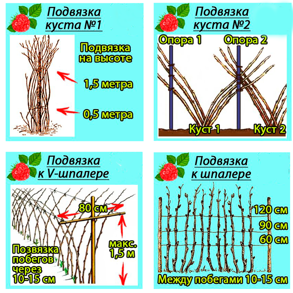 Схема посадка малины весной