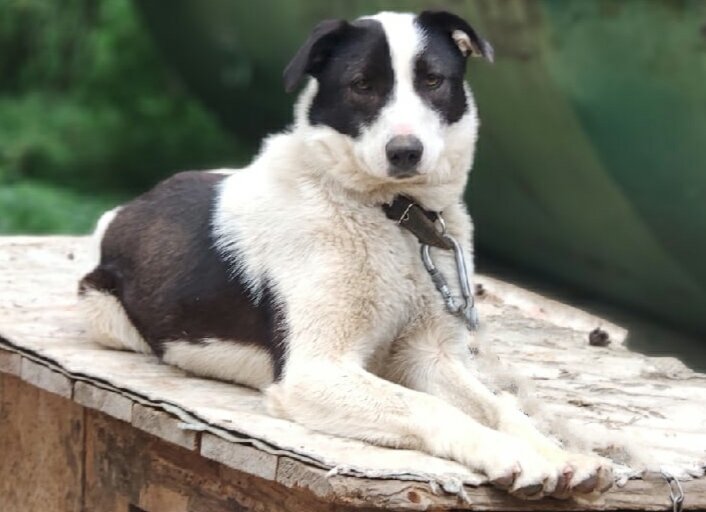 Афродита -родная сестра Смородины .