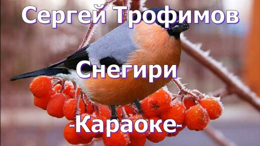 снегири прилетели. птицы на рябине зимой. снегири за окном. караоке за окошком снегири. снегири на окна.