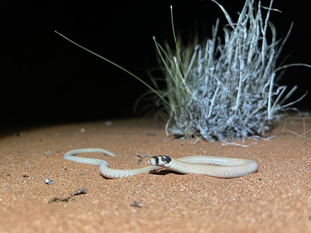 Черноголовый чешуеног (Pygopus nigriceps) из Австралии. Фото: jbilby, Inaturalist