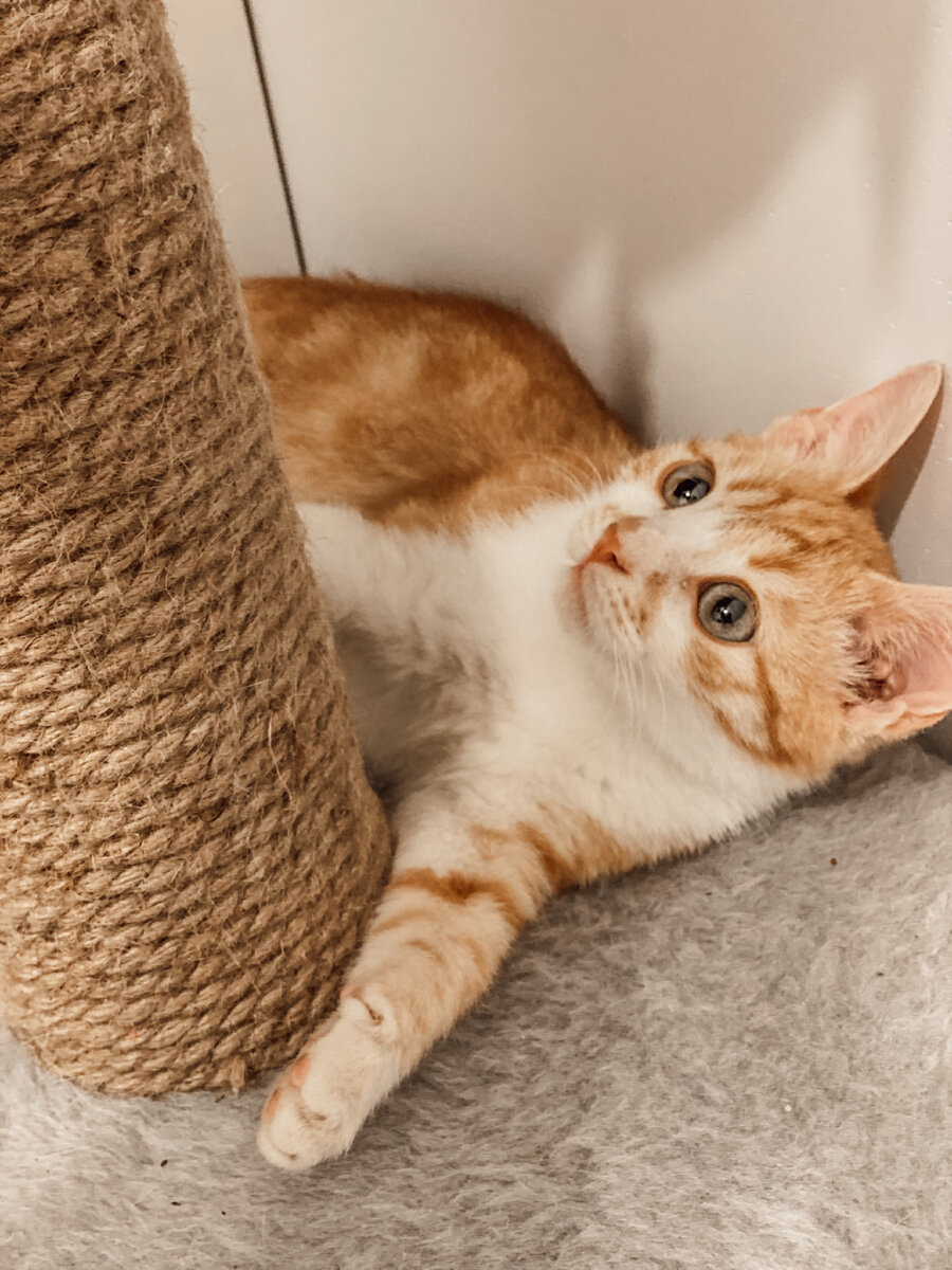 Тоже он. Был диким котёнком, но довольно быстро освоился.