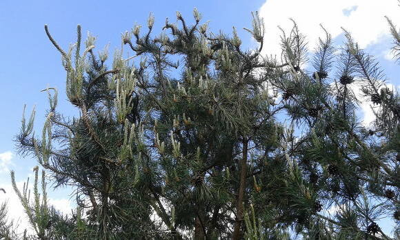 Сосновый вертун
