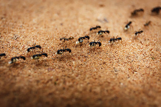 Пахнет приятно и от этого муравьи уходят сами. Забыла о тле на деревьях.
