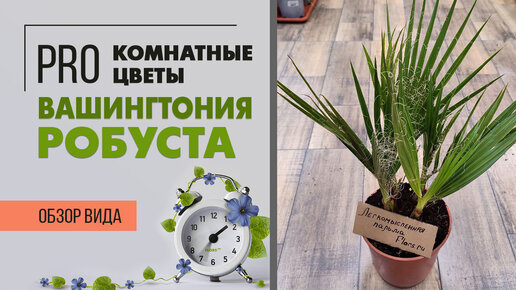 Вашингтония Робуста - самая настоящая пальма | Легкое в уходе комнатное растение