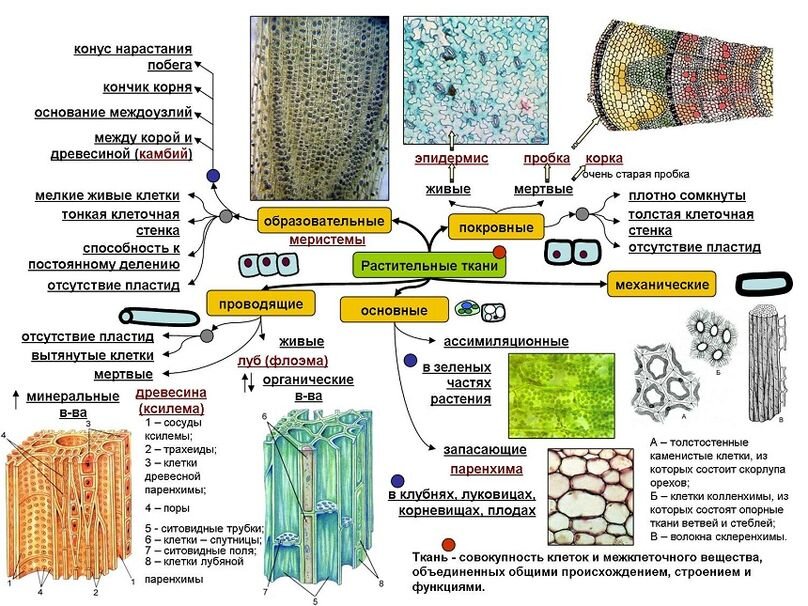 Основные типы тканей растений | VK