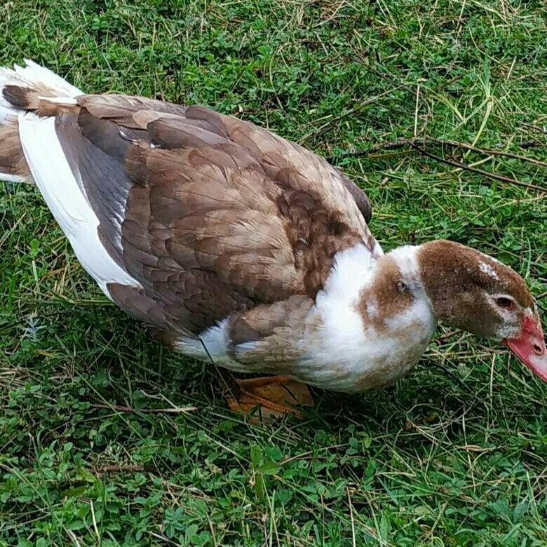 индоутка мускусная. индоутка описание породы. индоутка описание породы. мускусная белая индоутка. мускусная утка породы.