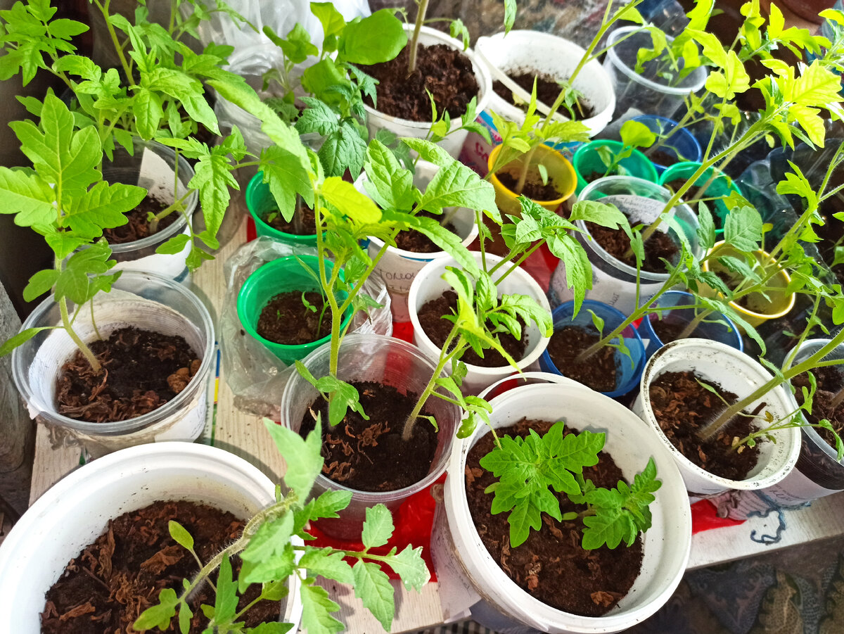 Фото автора. Больше, больше рассады Богу Жадности!