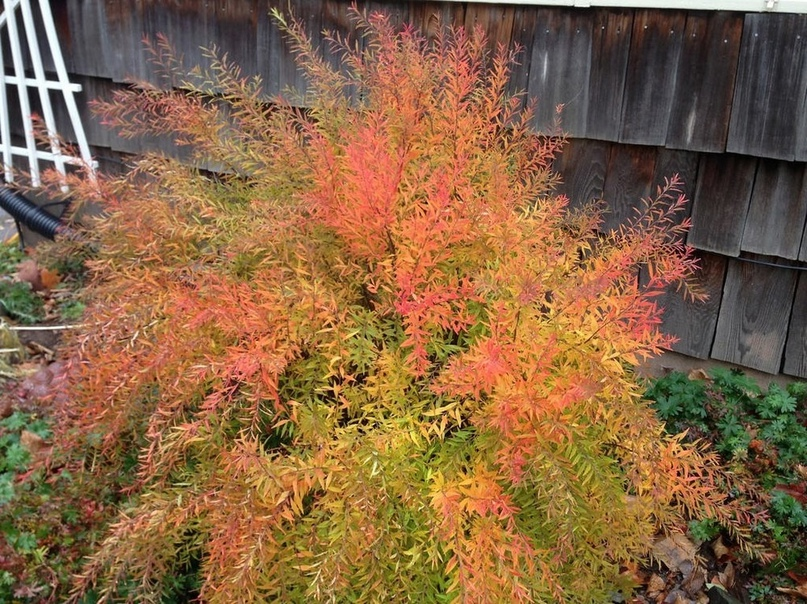 Спирея Тунберга 'Ogon'