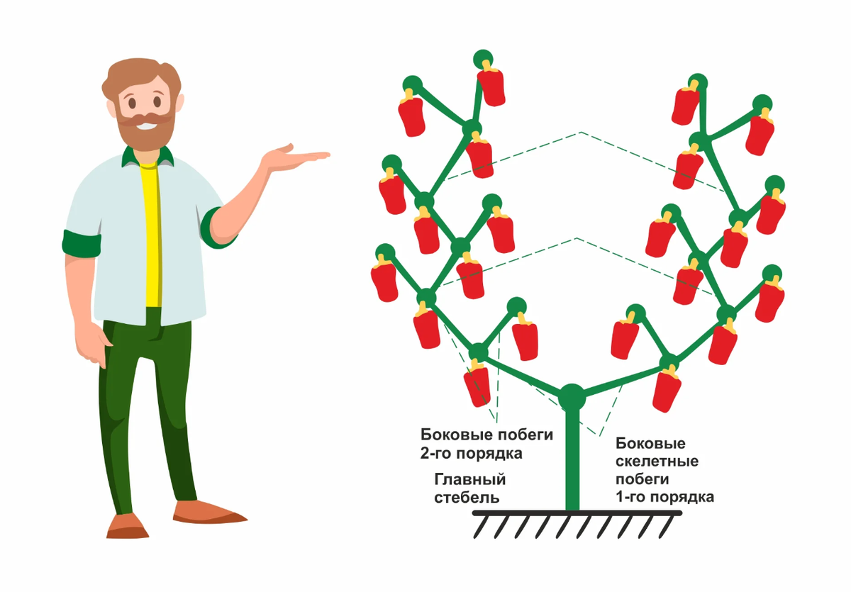Перец формирование куста в теплице схема